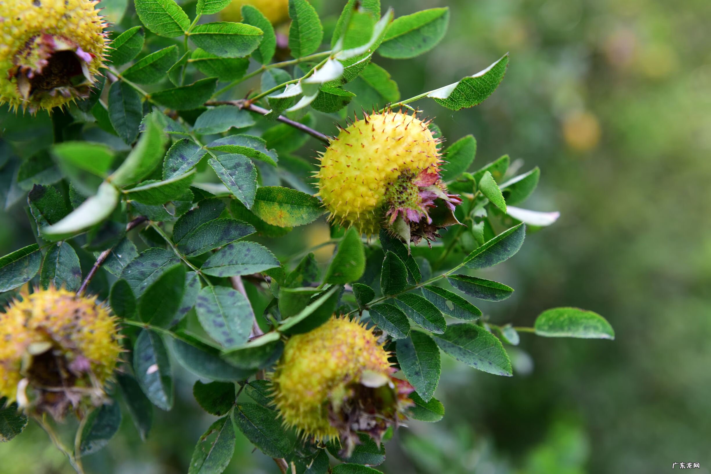野生刺梨的作用 野生刺梨能美白吗