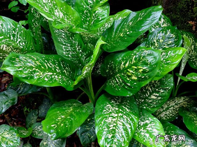 窗户太大风水好吗 家庭风水不适合养的花