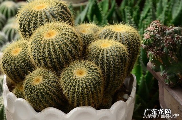 窗户太大风水好吗 家庭风水不适合养的花