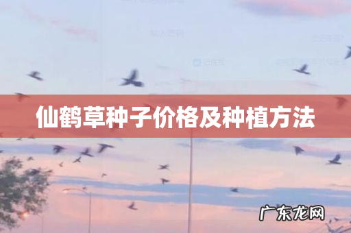 仙鹤草种子价格及种植方法