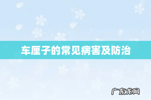 车厘子的常见病害及防治