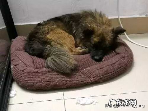 别人家的宠物狗跟着我回家 狗狗跟着我回家好不好