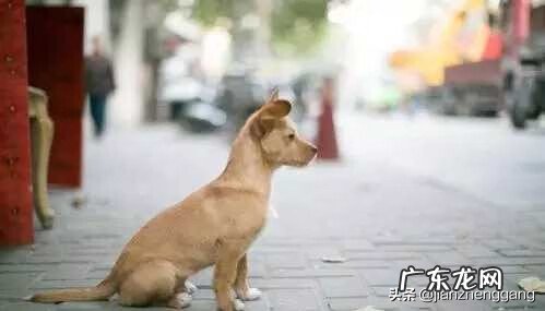 别人家的宠物狗跟着我回家 狗狗跟着我回家好不好