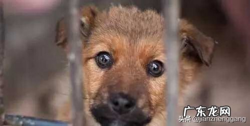 别人家的宠物狗跟着我回家 狗狗跟着我回家好不好