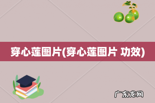 穿心莲图片 功效 穿心莲图片