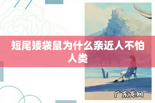 短尾矮袋鼠为什么亲近人不怕人类