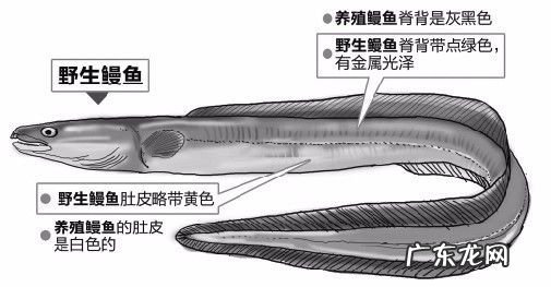 今日鳗鱼价格行情走势 鳗鱼价格行情