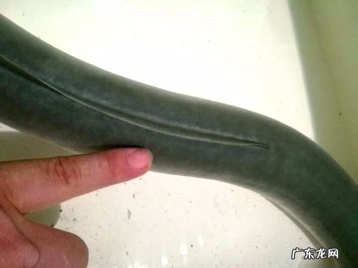 今日鳗鱼价格行情走势 鳗鱼价格行情