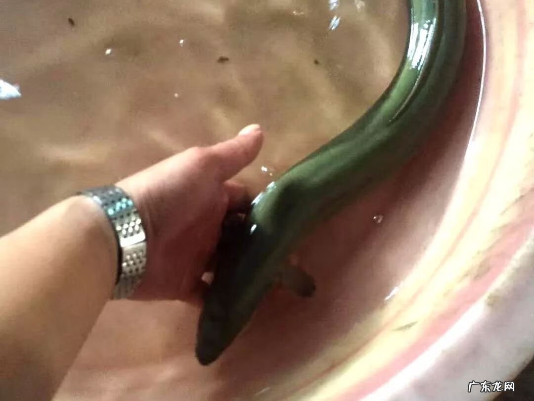 今日鳗鱼价格行情走势 鳗鱼价格行情