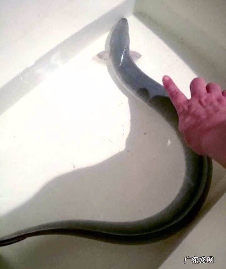 今日鳗鱼价格行情走势 鳗鱼价格行情