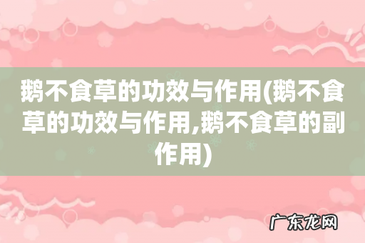 鹅不食草的功效与作用,鹅不食草的副作用 鹅不食草的功效与作用