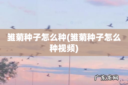 雏菊种子怎么种视频 雏菊种子怎么种