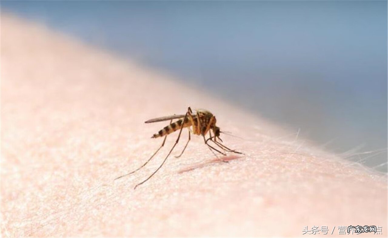 艾草的作用功效 艾草的功效和作用