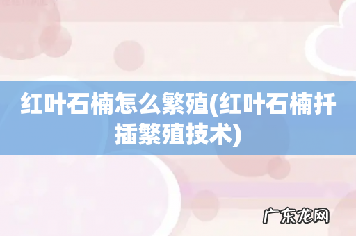 红叶石楠扦插繁殖技术 红叶石楠怎么繁殖