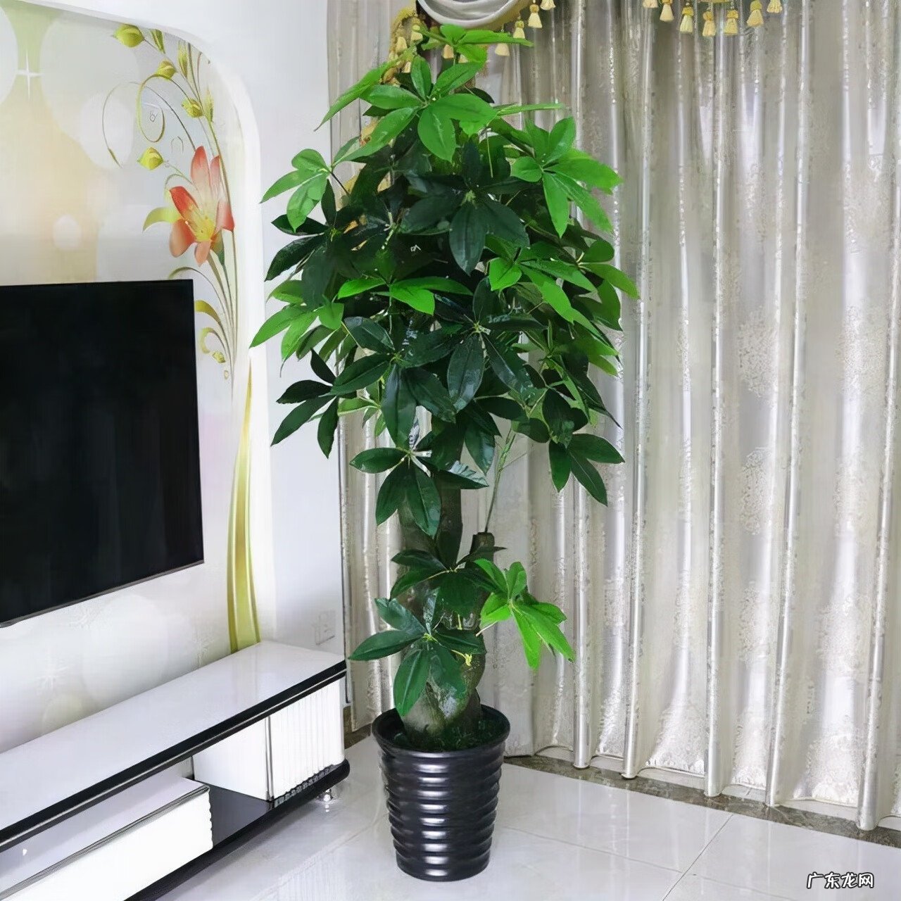 工厂栽什么树利风水 栽9棵树风水