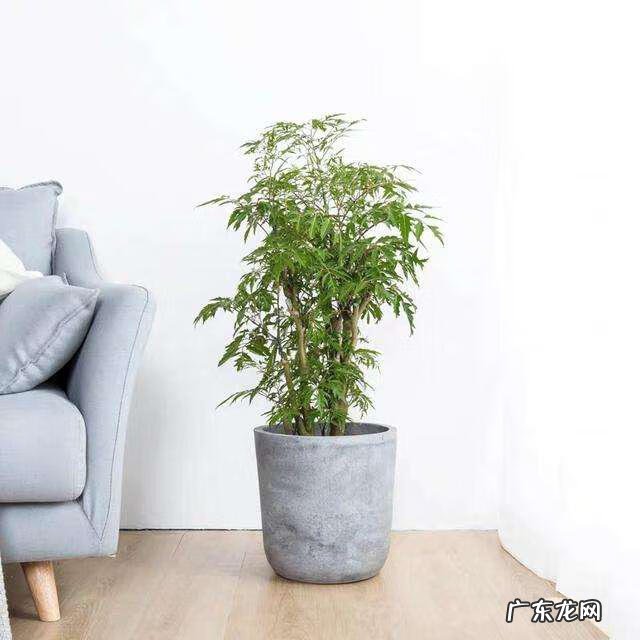 工厂栽什么树利风水 栽9棵树风水