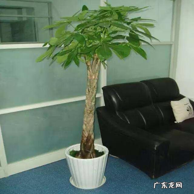 工厂栽什么树利风水 栽9棵树风水