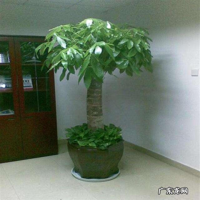 工厂栽什么树利风水 栽9棵树风水