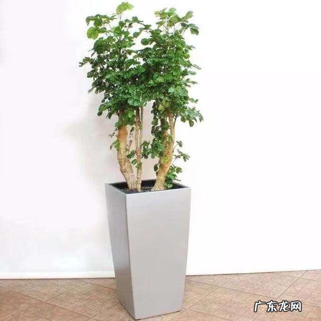 工厂栽什么树利风水 栽9棵树风水