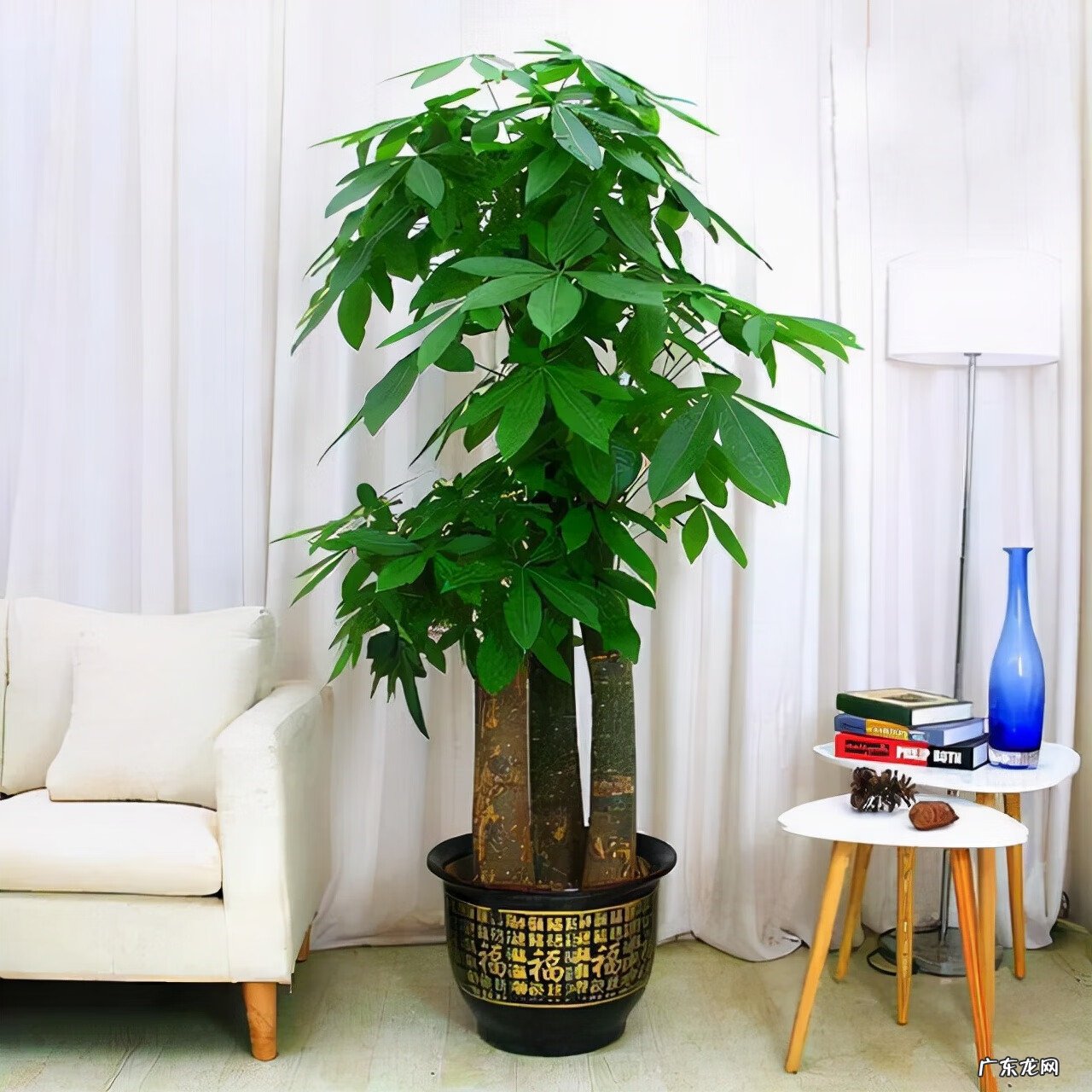 工厂栽什么树利风水 栽9棵树风水