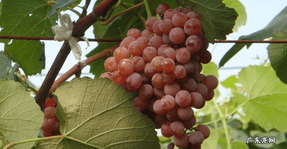 好吃又早熟的葡萄品种 早熟葡萄品种有哪些