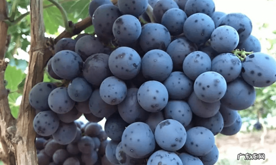 好吃又早熟的葡萄品种 早熟葡萄品种有哪些