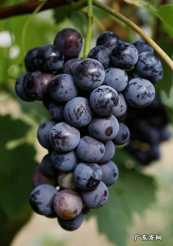 好吃又早熟的葡萄品种 早熟葡萄品种有哪些