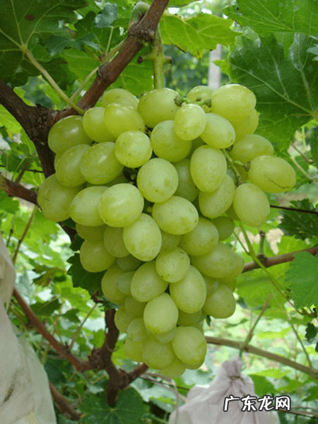 好吃又早熟的葡萄品种 早熟葡萄品种有哪些