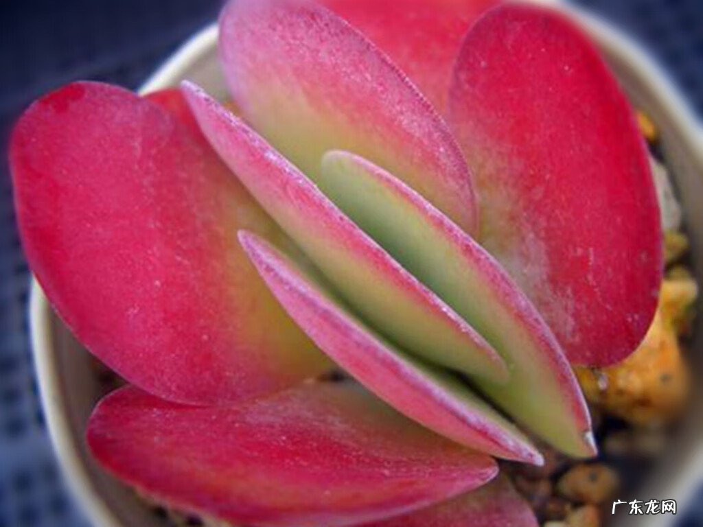 粗陶和陶瓷花盆的区别 风水陶罐是用陶瓷的还是粗陶的