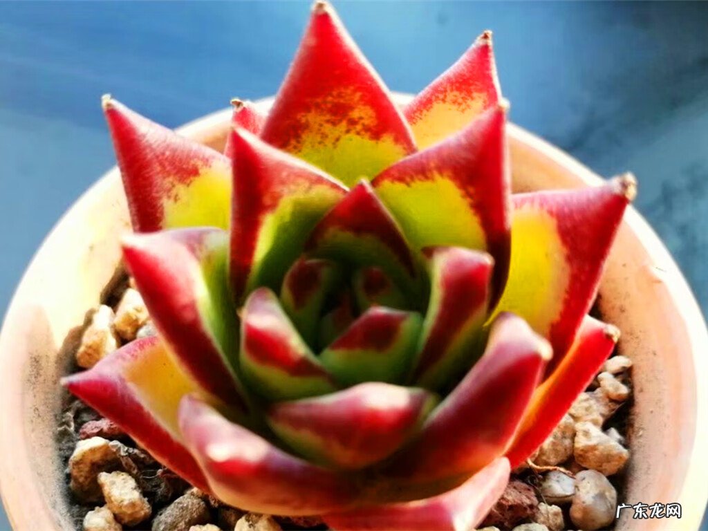 粗陶和陶瓷花盆的区别 风水陶罐是用陶瓷的还是粗陶的