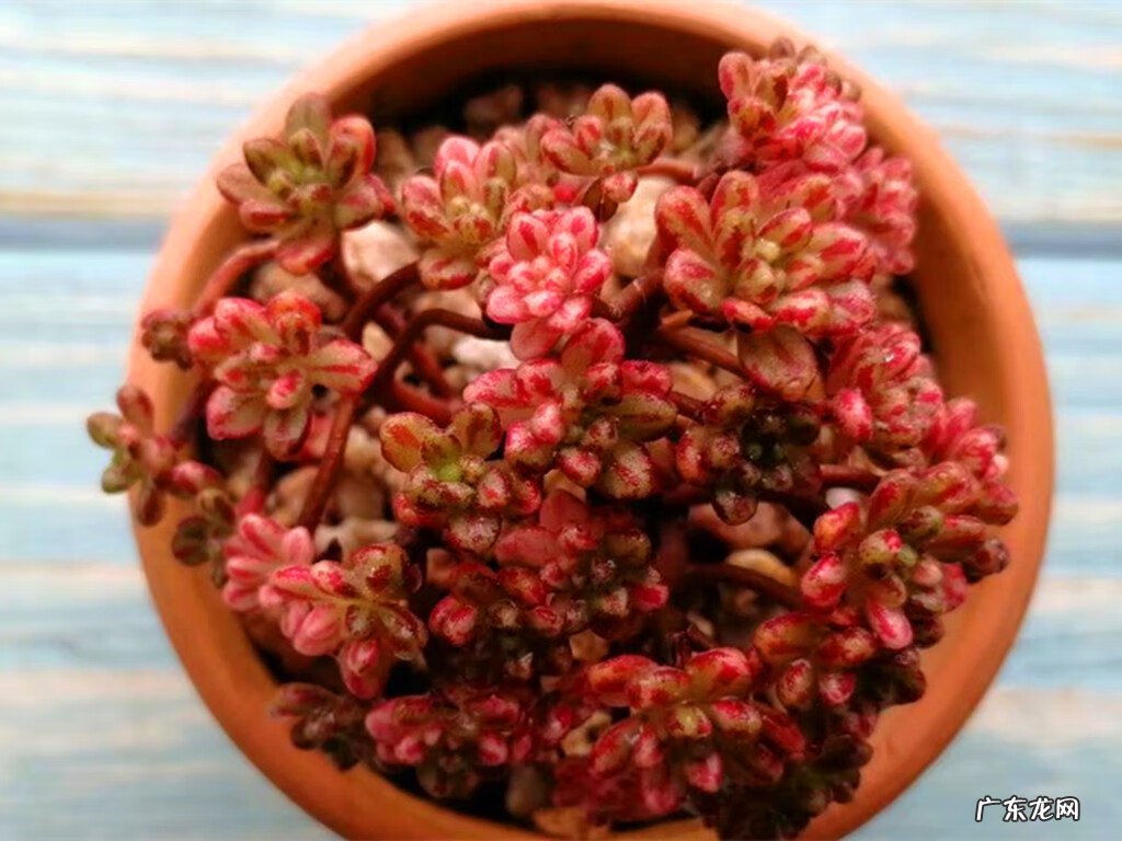 粗陶和陶瓷花盆的区别 风水陶罐是用陶瓷的还是粗陶的