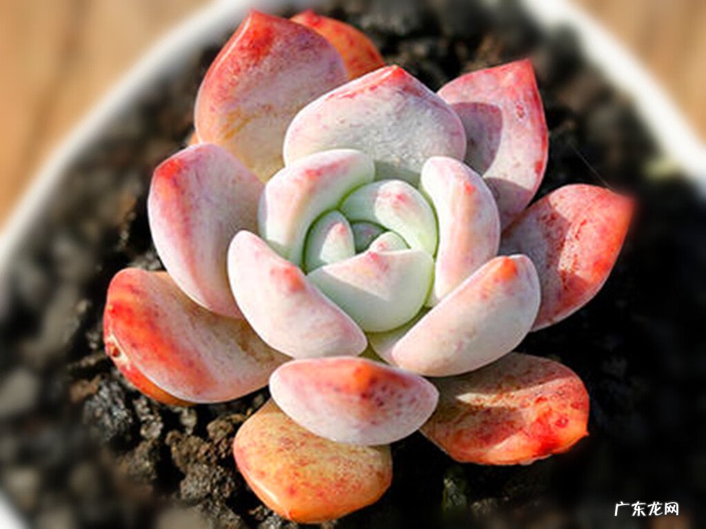 粗陶和陶瓷花盆的区别 风水陶罐是用陶瓷的还是粗陶的