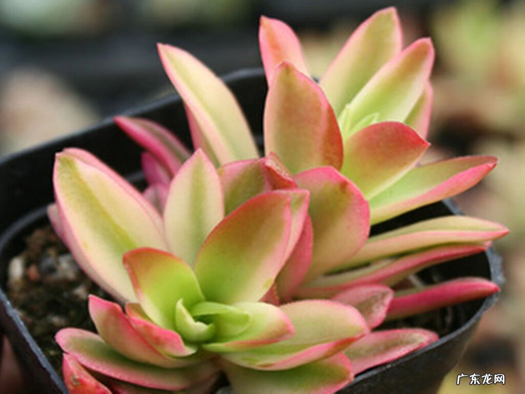 粗陶和陶瓷花盆的区别 风水陶罐是用陶瓷的还是粗陶的