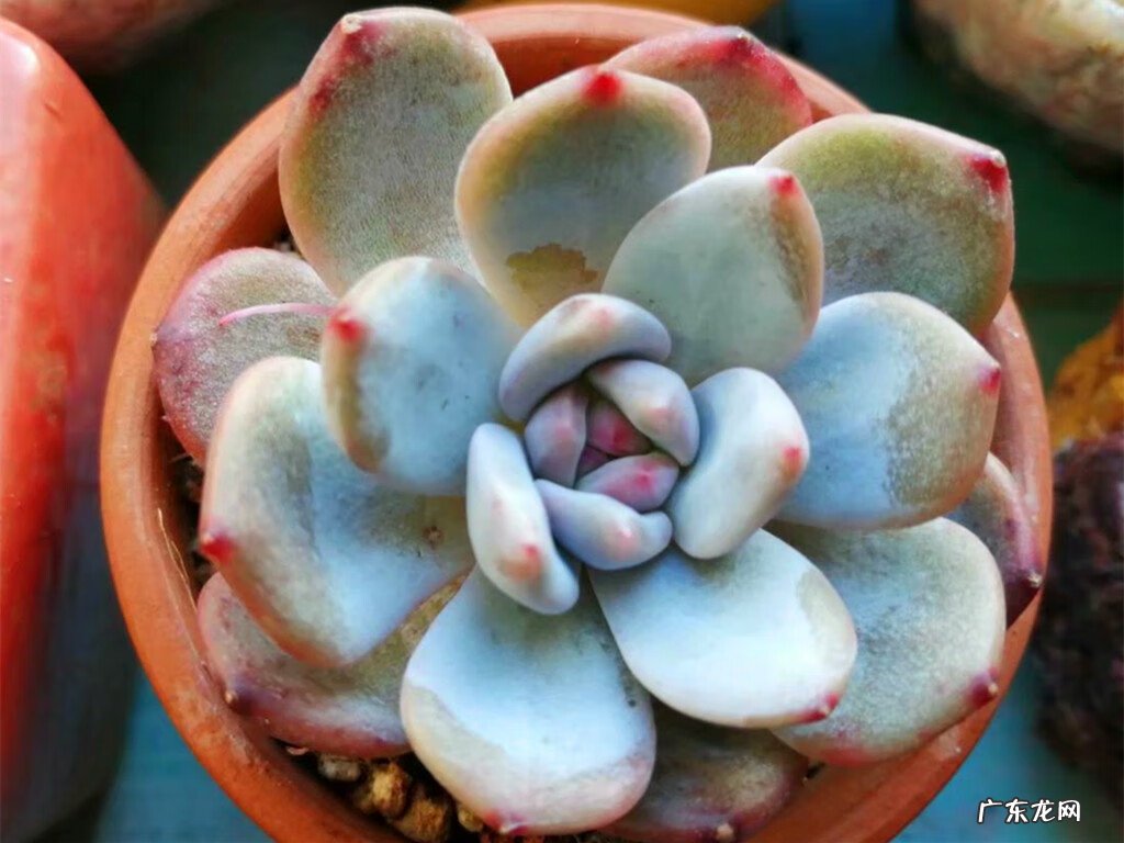 粗陶和陶瓷花盆的区别 风水陶罐是用陶瓷的还是粗陶的