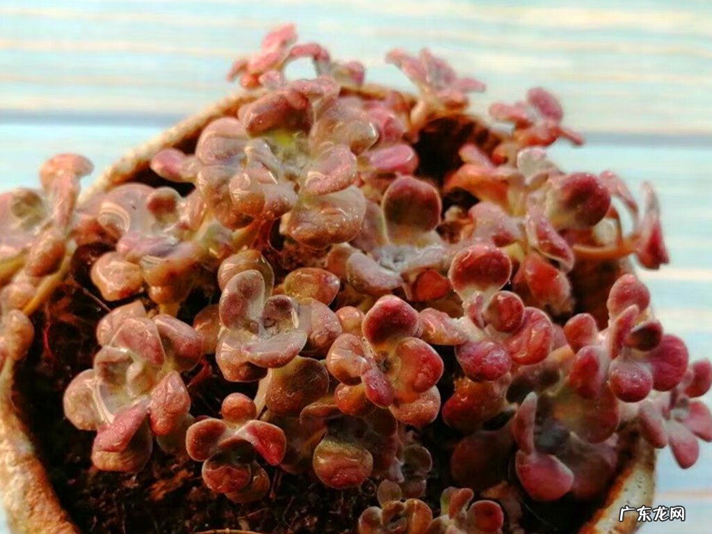 粗陶和陶瓷花盆的区别 风水陶罐是用陶瓷的还是粗陶的