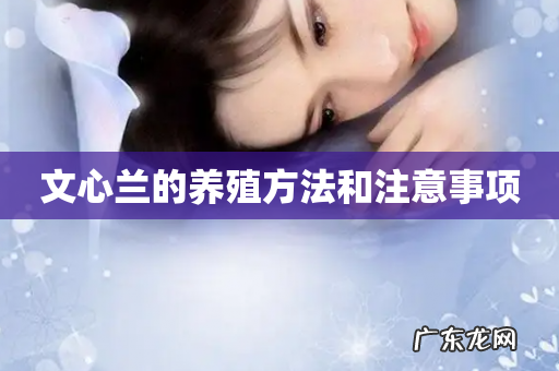 文心兰的养殖方法和注意事项