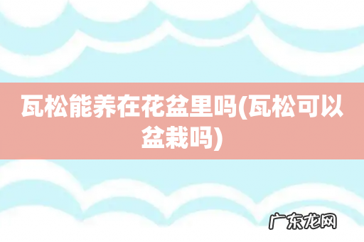 瓦松可以盆栽吗 瓦松能养在花盆里吗