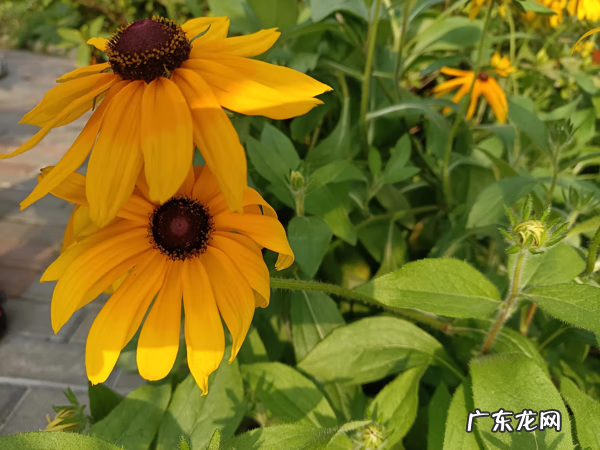 养龙虾的风水寓意 养殖小龙虾风水