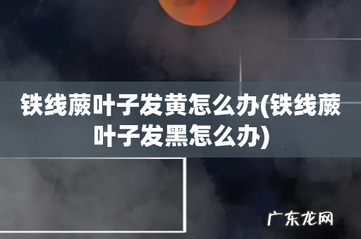 铁线蕨叶子发黑怎么办 铁线蕨叶子发黄怎么办