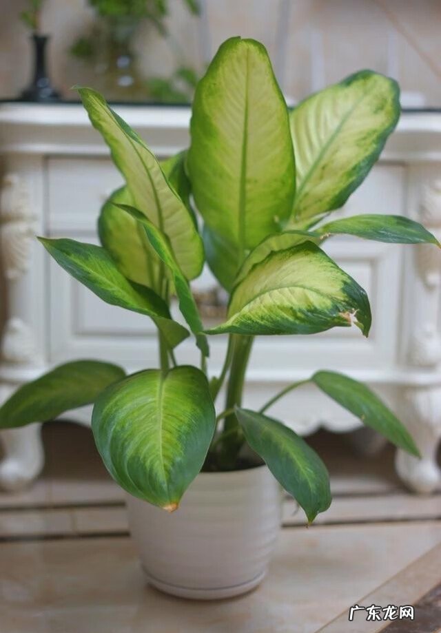 小孩总是咳嗽是哪里风水有问题 哪里风水不对会导致咳嗽