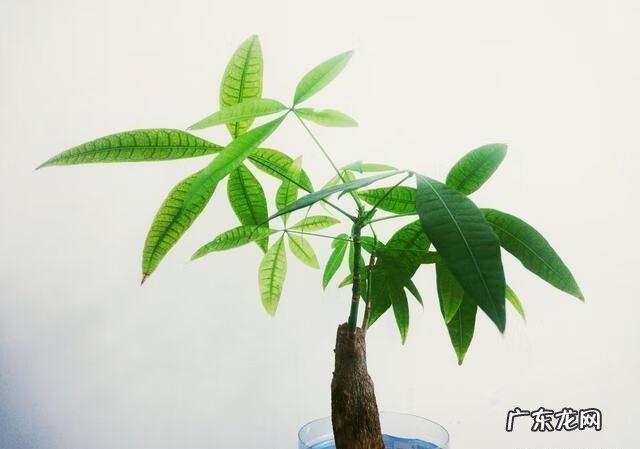 小孩总是咳嗽是哪里风水有问题 哪里风水不对会导致咳嗽