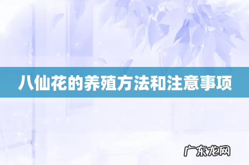 八仙花的养殖方法和注意事项