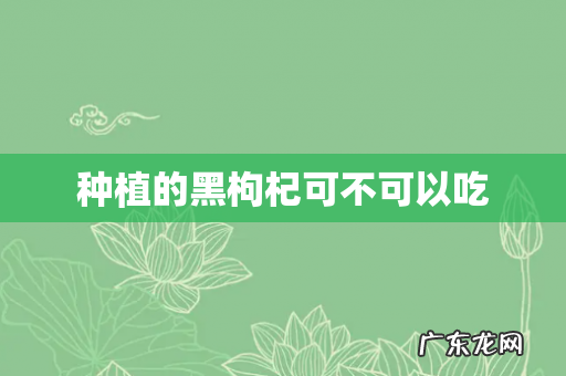 种植的黑枸杞可不可以吃