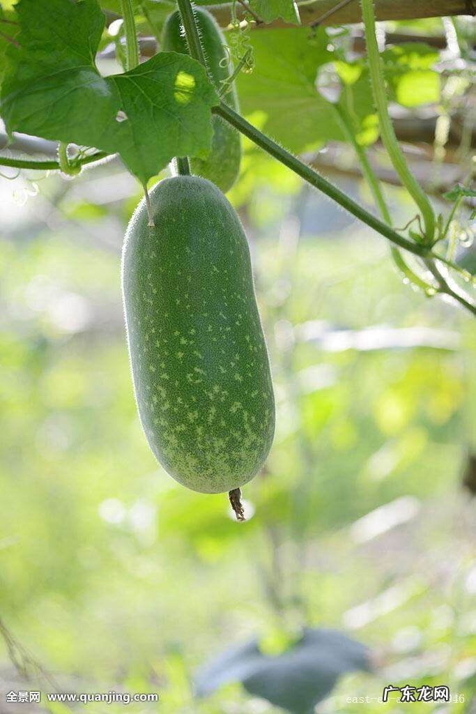 节瓜和冬瓜的区别 冬瓜
