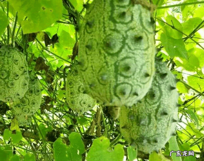 刺角瓜有几个品种 刺角瓜是什么意思