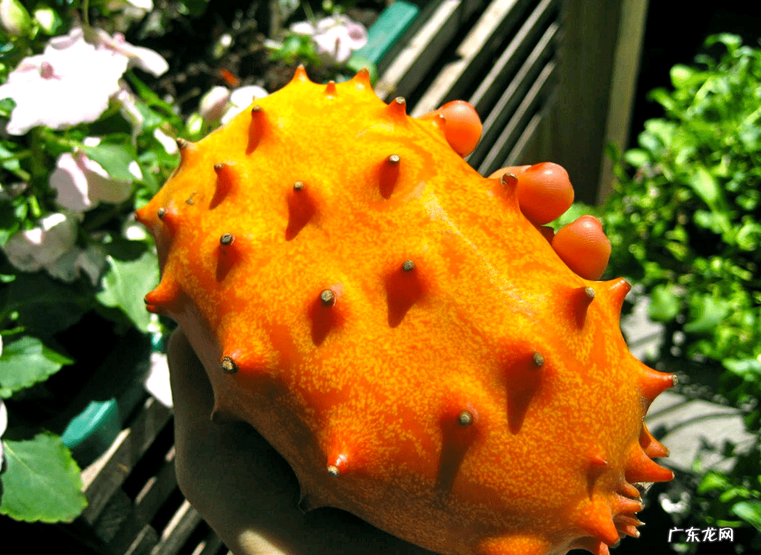 刺角瓜有几个品种 刺角瓜是什么意思