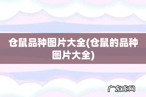 仓鼠的品种图片大全 仓鼠品种图片大全