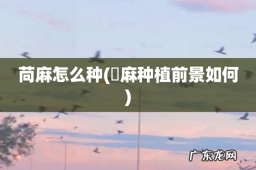 苧麻种植前景如何 苘麻怎么种