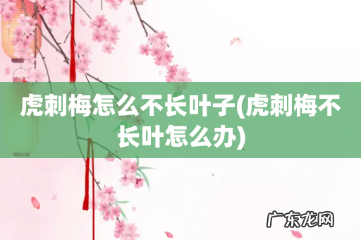 虎刺梅不长叶怎么办 虎刺梅怎么不长叶子