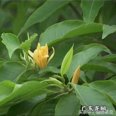 秋天常见的花 秋天的风水花